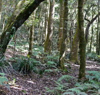 Summit Walking Track Mount Hyland Nature Reserve - Tourism Guide