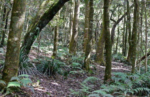 Summit Walking Track, Mount Hyland Nature Reserve - Tourism Guide 0