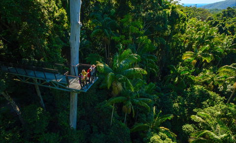 Tamborine Rainforest Skywalk - Cruises Travel 0