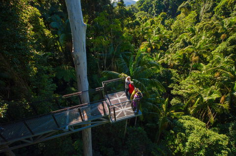 Tamborine Rainforest Skywalk - Cruises Travel 1