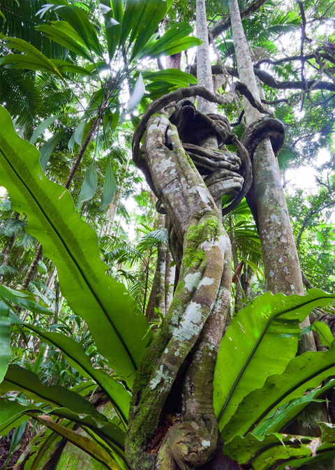 Tamborine Rainforest Skywalk - Cruises Travel 2