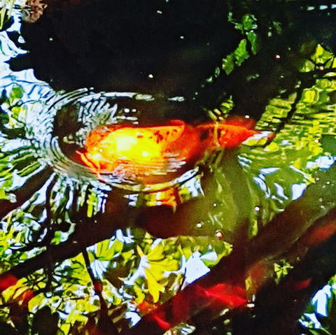 The Fernery At Diamond Waters - Tourism Guide 2
