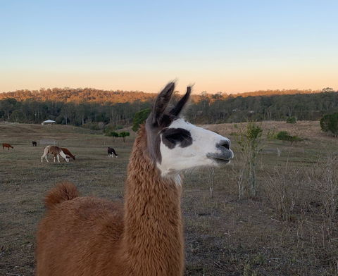 The Llama Farm - Travel Search 0