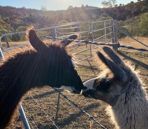 The Llama Farm - Travel Search 1