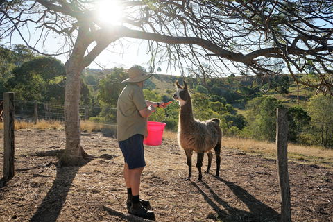 The Llama Farm - Travel Search 2