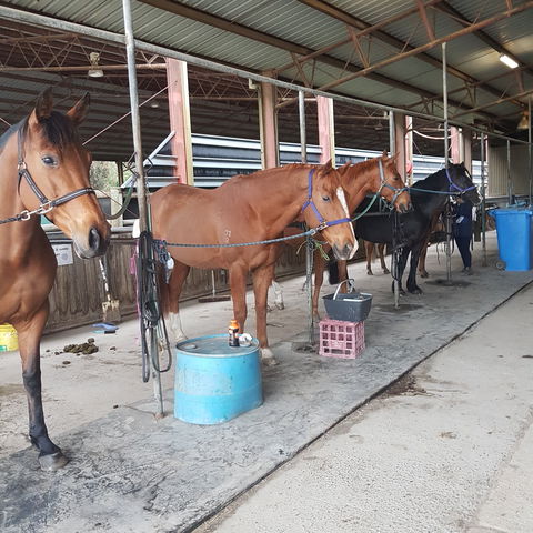 The Equine Club - Tourism Guide 0