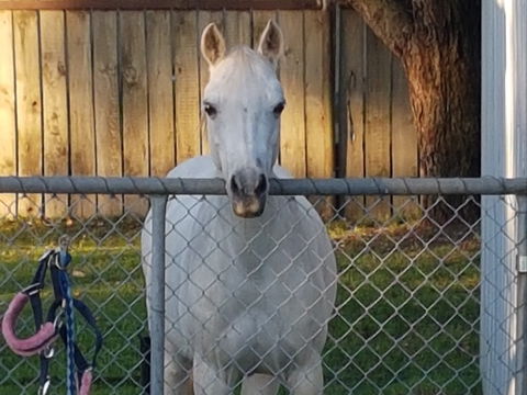 The Equine Club - Tourism Guide 2