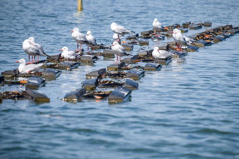 Catch A Crab Tour With Optional Seafood Lunch - Tourism Guide 2