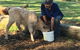 Interactive Farm Tours On A Beef, Lamb And Duck Farm - thumb 2