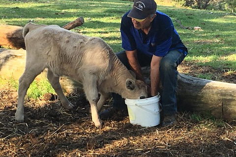 Interactive Farm Tours On A Beef, Lamb And Duck Farm - Cruises Travel 2