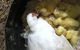 Interactive Farm Tours On A Beef, Lamb And Duck Farm - thumb 3