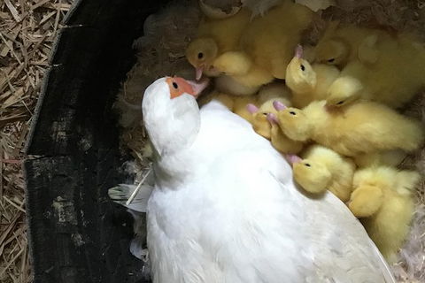 Interactive Farm Tours On A Beef, Lamb And Duck Farm - Cruises Travel 3