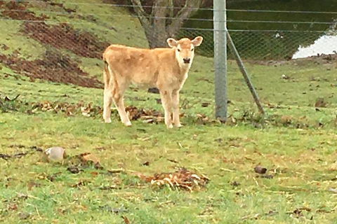 Interactive Farm Tours On A Beef, Lamb And Duck Farm - Cruises Travel 7