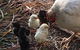 Interactive Farm Tours On A Beef, Lamb And Duck Farm - thumb 6