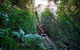 All-Inclusive Blue Mountains Tour In A Luxury Mercedes Sprinter - thumb 8
