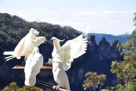All-Inclusive Blue Mountains Tour In A Luxury Mercedes Sprinter - Cruises Travel 1