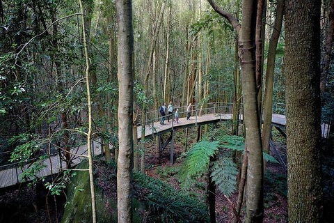 All-Inclusive Blue Mountains Tour In A Luxury Mercedes Sprinter - Cruises Travel 13