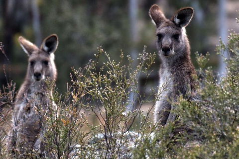 From The Mountains To The Bay - 4 Day Rediscovery Small Group Tour - Cruises Travel 11