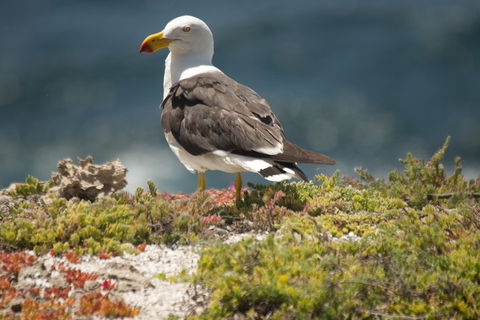 From The Mountains To The Bay - 4 Day Rediscovery Small Group Tour - Cruises Travel 5