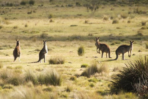 From The Mountains To The Bay - 4 Day Rediscovery Small Group Tour - Cruises Travel 9