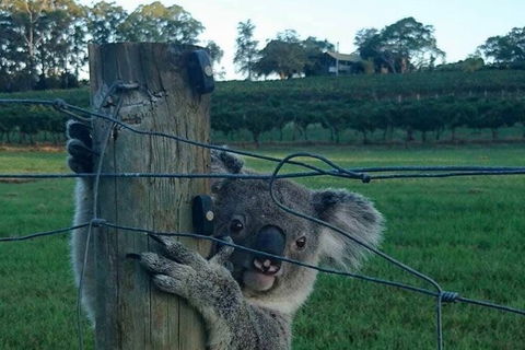 The Secret Vines Experience Port Macquarie - Travel Search 1