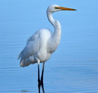 Small-Group Half-Day Birdwatching Tour in Sydney - Tourism Guide