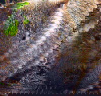 Walking with Wild Wombats Private Day Trip from Sydney - Cruises Travel