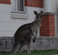 Urban Kangaroos and Pelican Feeding - Tourism Guide