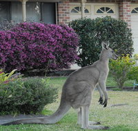 Urban Kangaroos - Tourism Guide