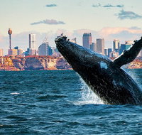 Whales of Sydney Safari - Tourism Guide