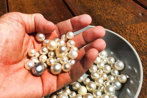 Australian Pearl Experience & Kangaroo Encounter Day Trip From Sydney - Tourism Guide 0