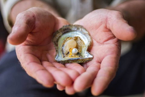 Australian Pearl Experience & Kangaroo Encounter Day Trip From Sydney - Tourism Guide 3