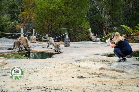 Australian Pearl Experience & Kangaroo Encounter Day Trip From Sydney - Tourism Guide 4