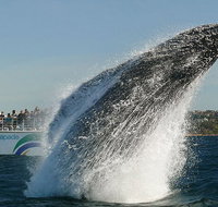 2hr Explorer Cruise - Sydney's best value whale watching cruise - Tourism Guide