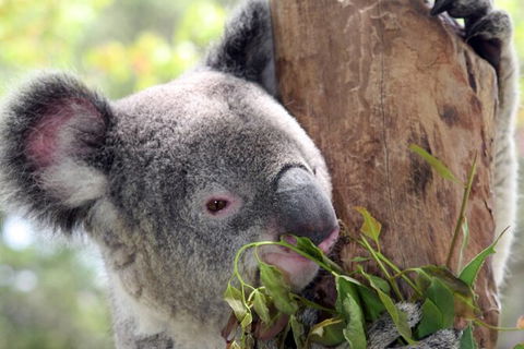 Private 10-hour Tour To Blue Mountains From Sydney - Hotel Pick Up & Drop Off - Tourism Guide 2