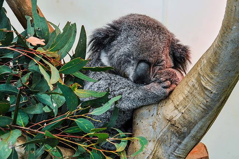 Blue Mountains Highlights, Wildlife Park And Scenic World Full Day Private Tour - Tourism Guide 1