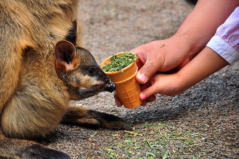 Blue Mountains Highlights, Wildlife Park And Scenic World Full Day Private Tour - Tourism Guide 3