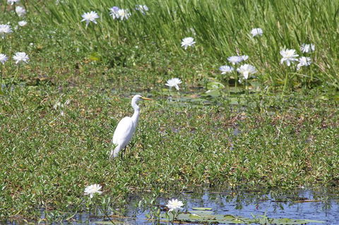 Jumping Crocs & Nature Adventure Cruise From Darwin - Tourism Guide 1