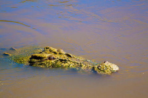 Jumping Crocs & Nature Adventure Cruise From Darwin - Tourism Guide 9