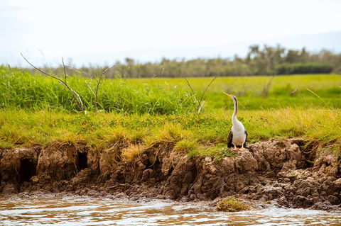 Jumping Crocs & Nature Adventure Cruise From Darwin - Tourism Guide 4