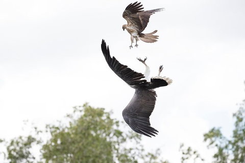 Top End Safari Camp Day Tour - Tourism Guide 3