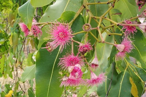 Full-Day Private Guided Tour To Litchfield National Park - Tourism Guide 5