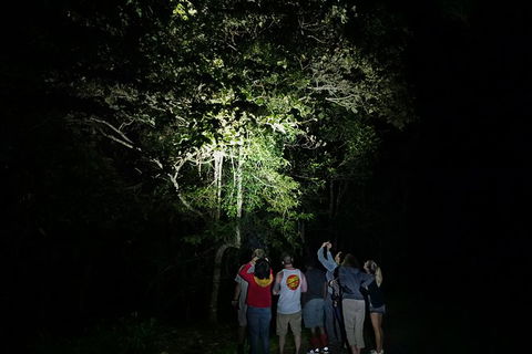Atherton Tablelands Rain Forest By Night From Cairns - Tourism Guide 9