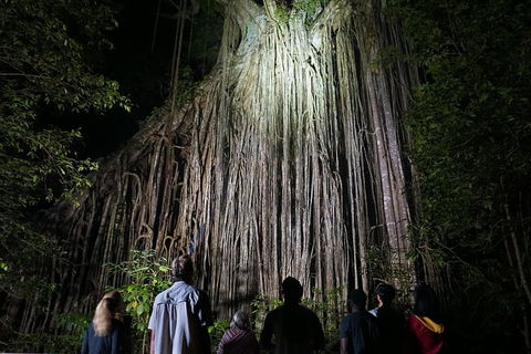 Atherton Tablelands Rain Forest By Night From Cairns - Tourism Guide 3