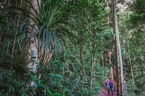 Atherton Tablelands Rain Forest By Night From Cairns - Tourism Guide 0