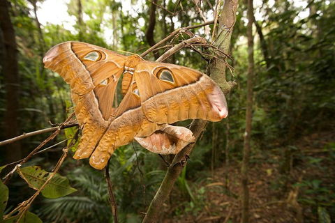 Atherton Tablelands Rain Forest By Night From Cairns - Tourism Guide 1