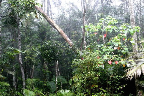 Atherton Tablelands Rain Forest By Night From Cairns - Tourism Guide 4