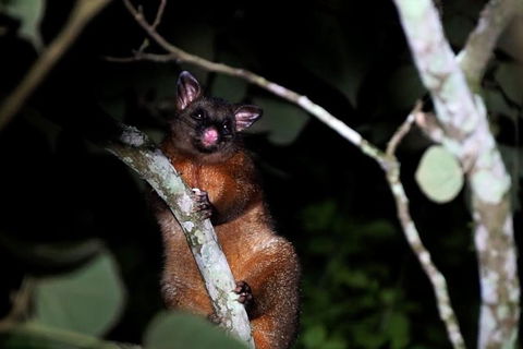 Atherton Tablelands Rain Forest By Night From Cairns - Tourism Guide 2