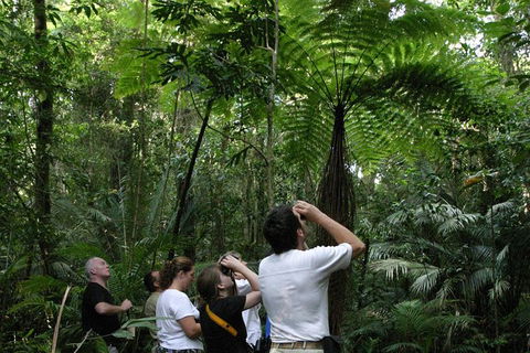 Atherton Tablelands Rain Forest By Night From Cairns - Tourism Guide 6