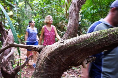 Atherton Tablelands Rain Forest By Night From Cairns - Tourism Guide 8